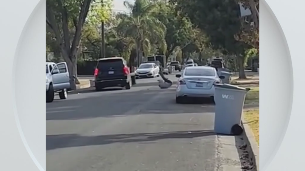 Federal immigration vehicle hits pedestrian in Woodland, police say — CBS Bay Area (KPIX), Half Moon Bay Health news
