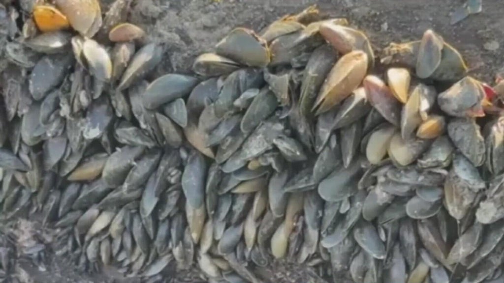 California's golden mussel invasion sparks increased concerns from Stockton-area leaders — Half Moon Bay Government news