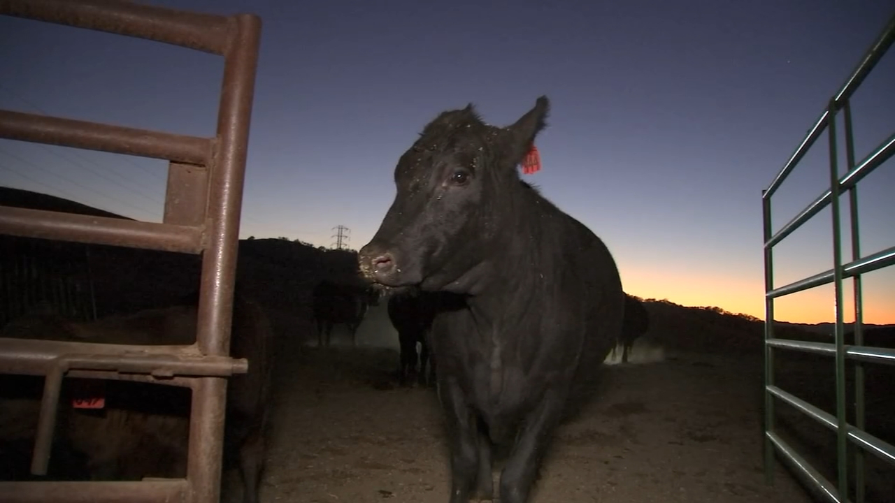PG&E Public Safety Power Shutoffs leave Bay Area ranchers, residents frustrated
       — ABC 7 Bay Area, Half Moon Bay Community news
