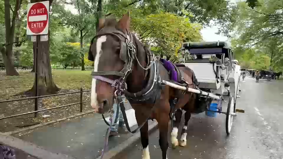 New York City Council passes law to phase out horse-drawn carriages by 2028
       — ABC 7 Bay Area, Half Moon Bay Government news