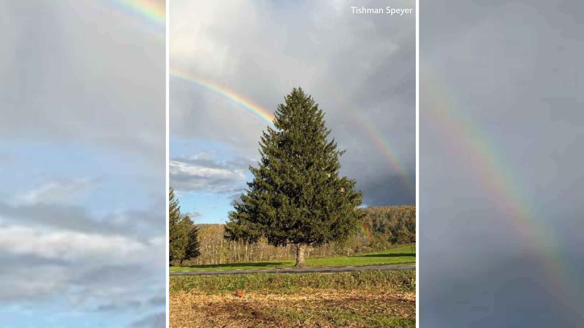 The 2026 Rockefeller Center Christmas tree has been selected
— ABC 7 Bay Area, Half Moon Bay Community news