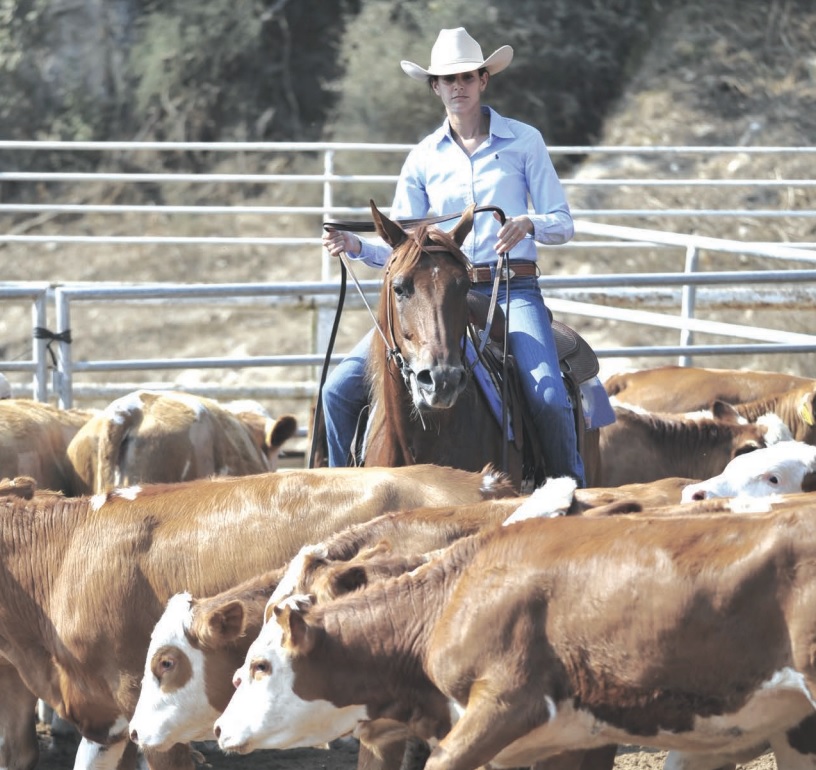 SDSU Extension offers Beef Quality Assurance training in Madison in November — KFGO, Half Moon Bay Technology news