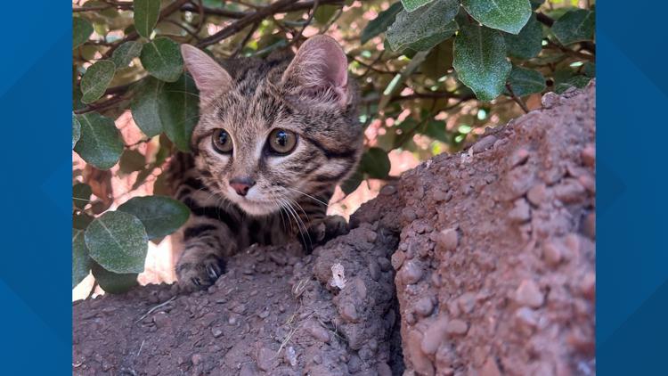 Maverick the Black-Footed Cat out on habitat at Cameron Park Zoo — KCEN (Central Texas), Half Moon Bay Community news