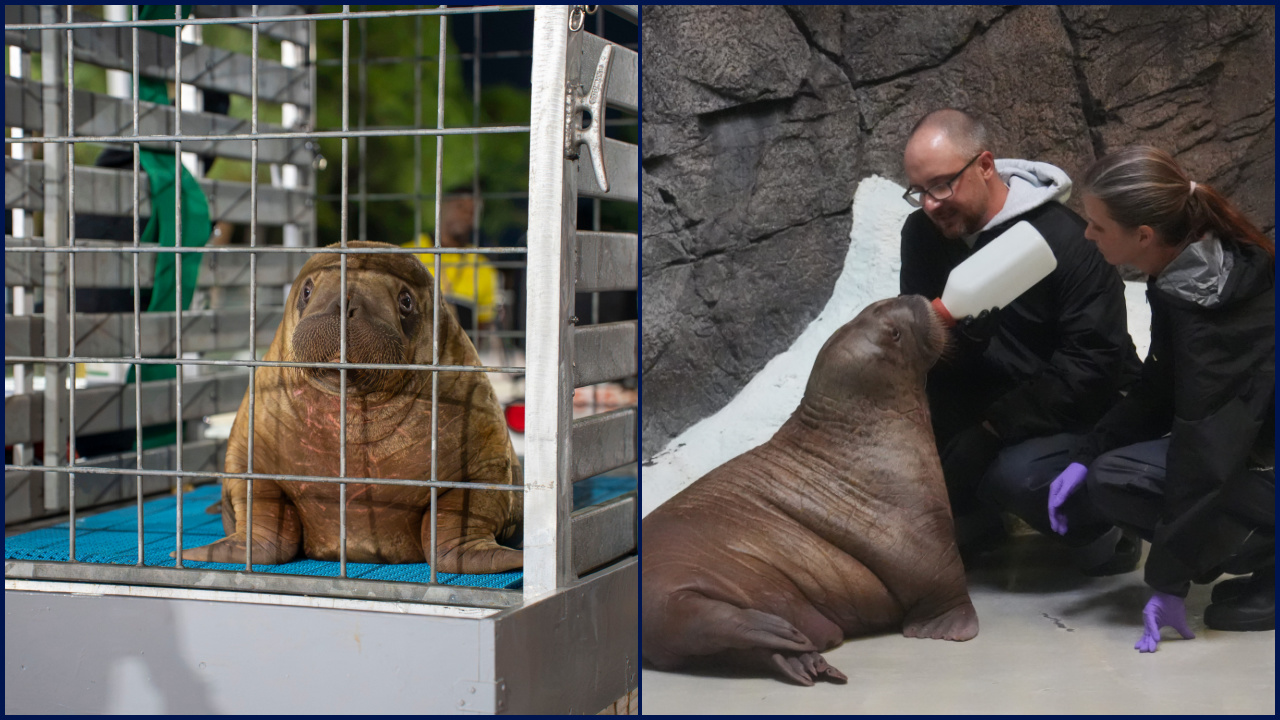 Orphaned baby walrus in Alaska flown 4,800 miles to new home in Florida — KTVU FOX 2 Bay Area, Half Moon Bay Community news