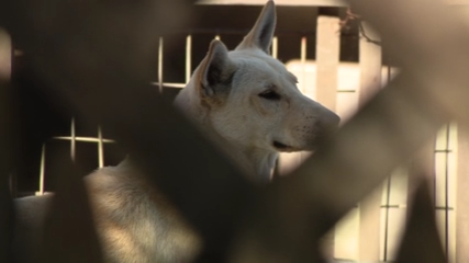 Dozens of dogs taken from Vallejo home amid animal cruelty investigation — KTVU FOX 2 Bay Area, Half Moon Bay Real Estate news