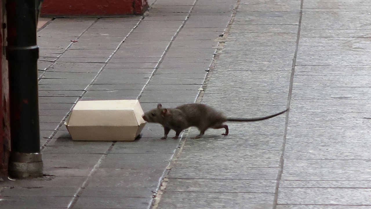 Rats and mice are the worst in these U.S. cities, new ranking finds — KTVU FOX 2 Bay Area, Half Moon Bay Business news